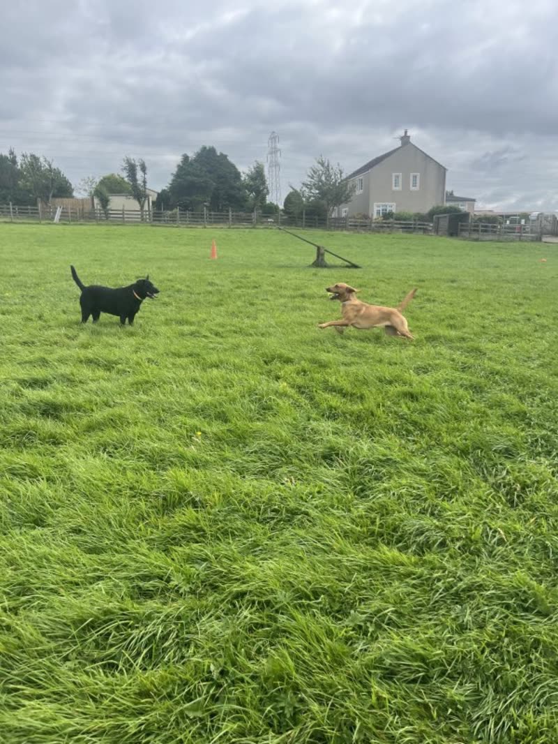 Two dogs playing in the large open paddock at Pawprints, with the farmhouse behind under an overcast sky