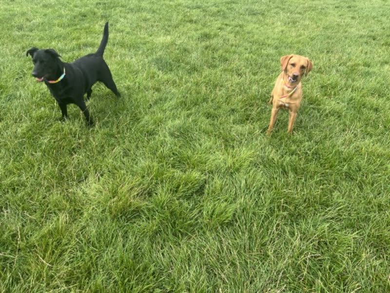 A black Labrador and a yellow Labrador standing in long green grass, seen from above