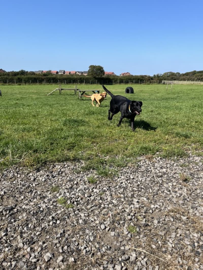 A black Labrador and a fawn dog running across a big grass field under a bright blue sky