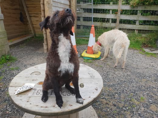 A shaggy brown-and-white terrier sitting up on a wooden cable-reel table in the gravel play yard beside the kennel building