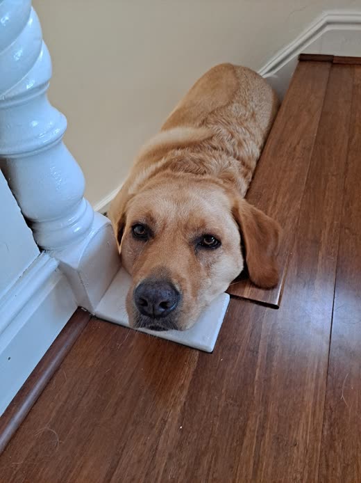 A yellow Labrador resting its head on the wooden floor at the foot of an indoor staircase