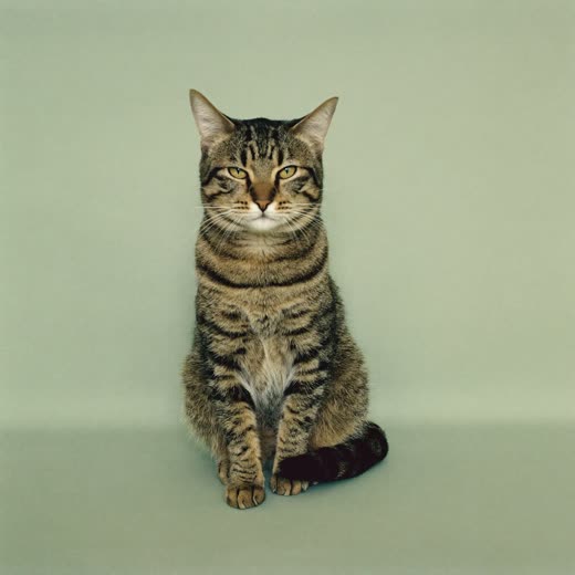 A calm tabby cat sitting for a portrait
